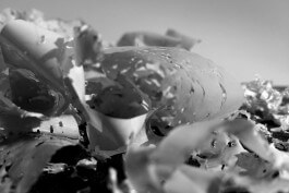 subacademy model detail